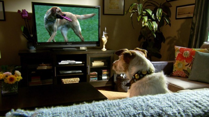 Собакам нравится смотреть телевизор, если там показывают других собак