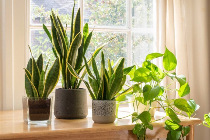 ​В комнатах с растениями меньше пыли и плесени, чем в комнатах без них