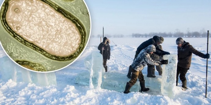 Учёные нашли зомби-вирусы в вечной мерзлоте Сибири