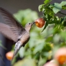 Учёные открыли новый вид гигантских колибри