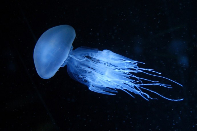 Медузы доказали, что для обучения мозг не требуется, а вот нейроны не помешают
