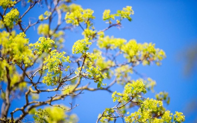 Активное пыление деревьев ожидается в этом сезоне, возможны «пыльцевые бури»