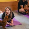 В Италии запретили щенячью йогу