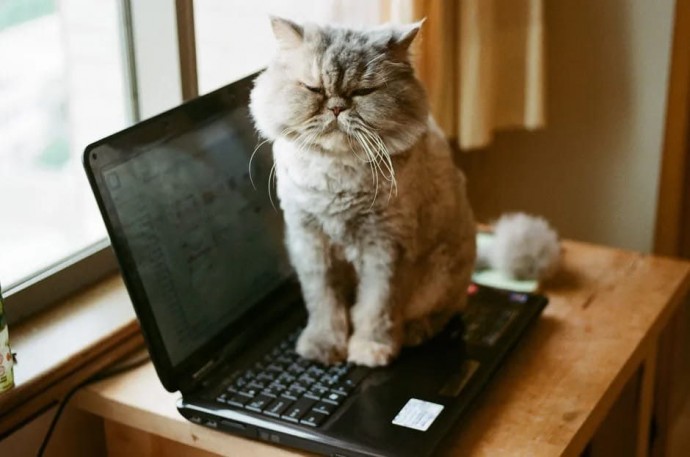 Исследователь рассказал, почему кошки любят лежать на ноутбуках