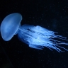 Медузы доказали, что для обучения мозг не требуется, а вот нейроны не помешают...