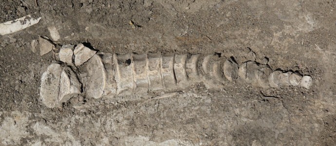 Древнего водного ящера нашли в Самаре