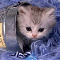 Наталья Лядова Наталья Лядова