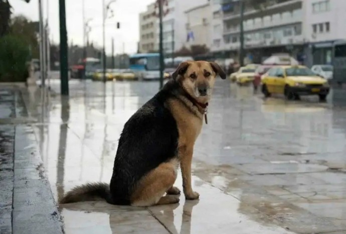 ​В Госдуме предложили штрафовать хозяев собак за самовыгул, и ввести обязательное чипирование