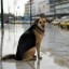 ​В Госдуме предложили штрафовать хозяев собак за самовыгул, и ввести обязательное чипирование...
