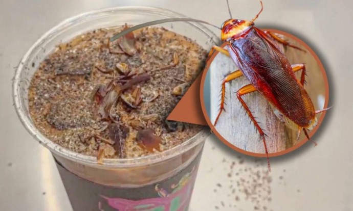 В Китае начали продавать кофе с тараканами и мучными червями