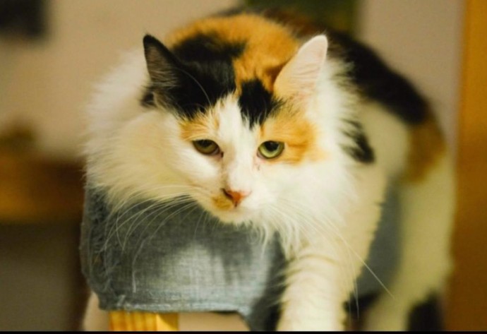 Человечество так и не поняло, с какой стороны подойти к коту Человечество так и не поняло, с какой стороны подойти к коту