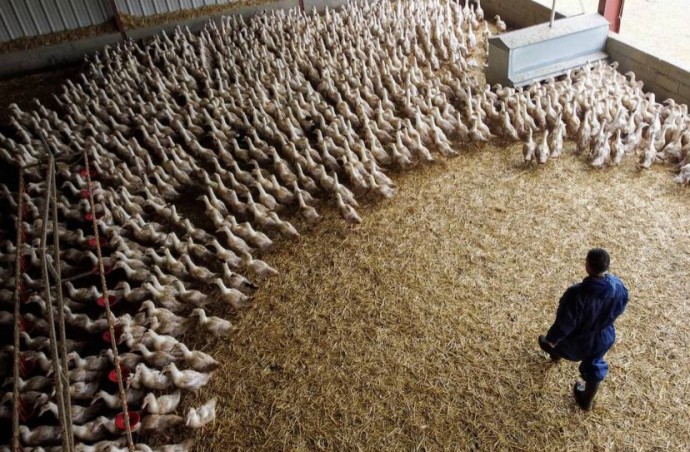 ​Миру угрожает зараза похуже ковида