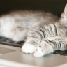 Коты сидят на стульях, компьютерах и диванах, потому что хотят вытеснить ваш запах и оставить свой